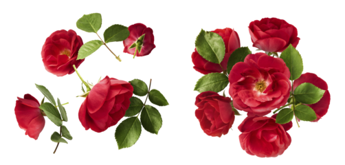 Creative set, collection with Beautiful Red English Rose falling in the air isolated on white background. High resolution image. Flower levitation or zero gravity conception