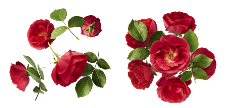 Creative set, collection with Beautiful Red English Rose falling in the air isolated on white background. High resolution image. Flower levitation or zero gravity conception