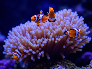 The Ecological Importance of the Maldives: Coral Reefs, Marine Conservation, and Biodiversity
