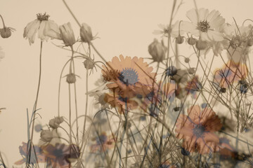 Stiff greenthread wildflowers in vintage style double exposure for floral art background.