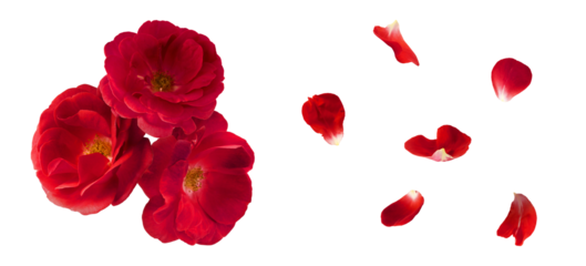 Creative set, collection with Beautiful Red English Rose falling in the air isolated on white background. High resolution image. Flower levitation or zero gravity conception