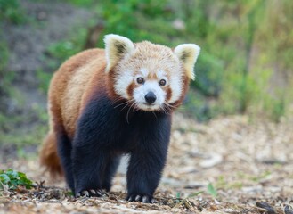 Obraz premium red panda in zoo