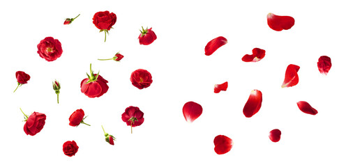 Creative set, collection with Beautiful Red English Rose falling in the air isolated on white...