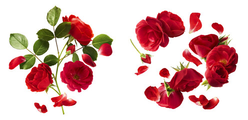 Creative set, collection with Beautiful Red English Rose falling in the air isolated on white...