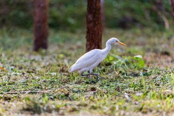 Quiet moment: Egret feeds among the trees