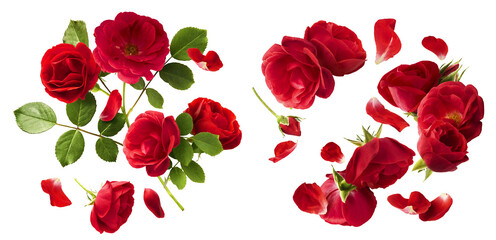 Creative set, collection with Beautiful Red English Rose falling in the air isolated on white background. High resolution image. Flower levitation or zero gravity conception
