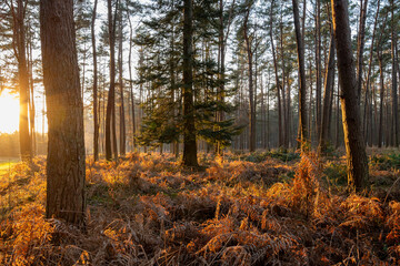 Pins sylvestre et fougères en forêt domaniale l'hiver. Soleil couchant à contre-jour