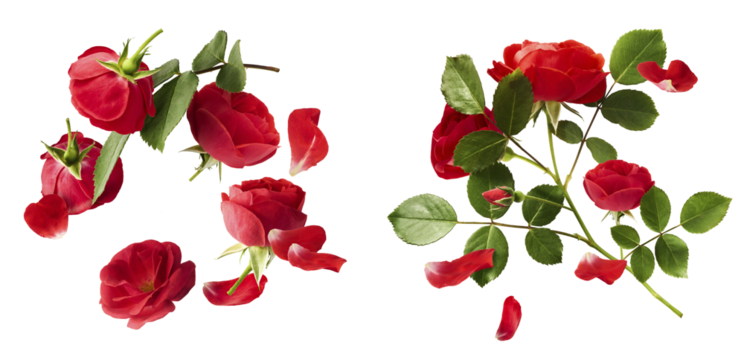 Creative set, collection with Beautiful Red English Rose falling in the air isolated on white background. High resolution image. Flower levitation or zero gravity conception