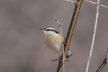 Rose Breated nuthatch