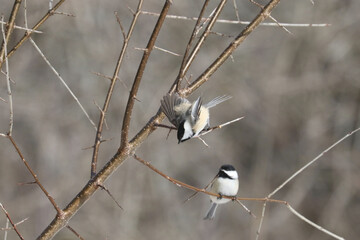 Chickadees in woods in winter