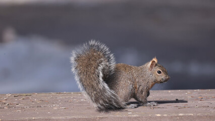 Grey squirrel on picnic table by birdfeeder waiting for scraps