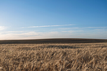 photographs of wheat field at sunset