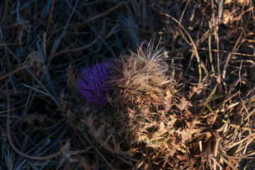 photographs of wheat field at sunset
