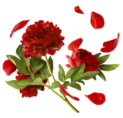 Beautiful Red Peony falling in the air isolated on white background. High resolution. Zero gravity or levitation concept.