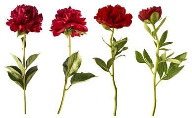 Creative set collection with Beautiful Red Peony isolated on white background. High resolution....