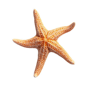 Orange starfish with intricate patterns, cut out  
