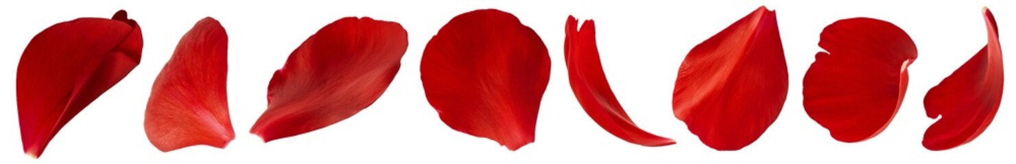 Creative set collection with Beautiful Red Peony petals isolated on white background. High...