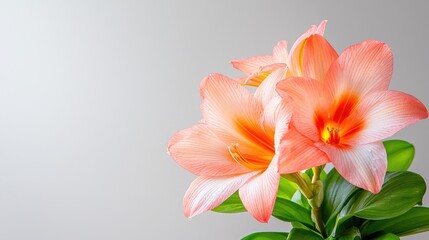 Naklejka premium Peach amaryllis flowers, close-up, gray background, spring bloom, greeting card
