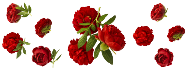Creative set collection with Beautiful Red Peony falling in the air isolated on white background. High resolution. Zero gravity or levitation concept.