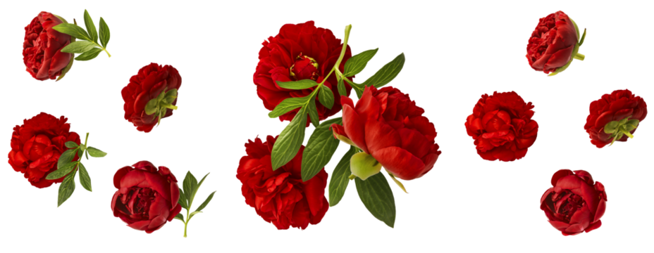 Creative set collection with Beautiful Red Peony falling in the air isolated on white background. High resolution. Zero gravity or levitation concept.