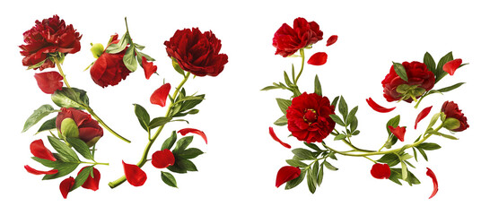 Creative set collection with Beautiful Red Peony falling in the air isolated on white background....