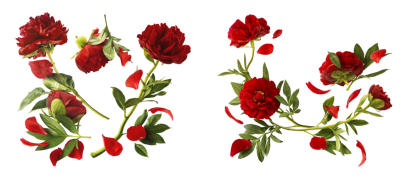 Creative set collection with Beautiful Red Peony falling in the air isolated on white background. High resolution. Zero gravity or levitation concept.