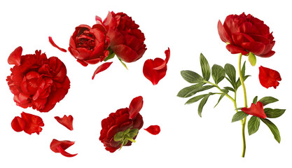 Creative set collection with Beautiful Red Peony falling in the air isolated on white background. High resolution. Zero gravity or levitation concept.