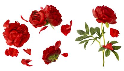 Creative set collection with Beautiful Red Peony falling in the air isolated on white background. High resolution. Zero gravity or levitation concept.