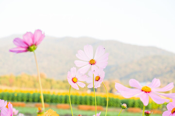 Beautiful cosmos flowers blooming in garden,wild pink cosmos flowers in spring day,view of the various cosmos flowers,Selective focus.