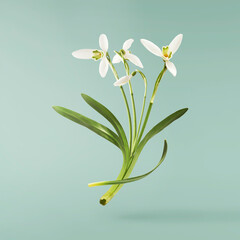 Obraz premium Beautiful Snowdrop flower with green leaves falling in the air isolated on turquoise background. Spring time levitation or zero gravity conception.