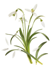 Beautiful Snowdrop flower with green leaves falling in the air isolated on white background. Spring...