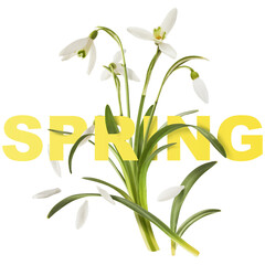 Beautiful Snowdrop flower with green leaves falling in the air isolated on white background. Spring...