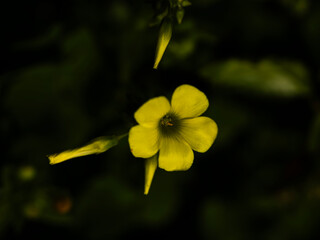 beautiful flower in the nature