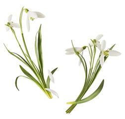 Fototapeta premium Beautiful Snowdrop flower with green leaves falling in the air isolated on white background. Spring time levitation or zero gravity conception.