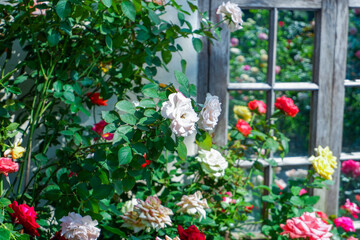 Multicolored rose in flower garden,Сolorful roses in rose garden and wooden window,English roses of different colors in english garden.