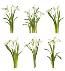 Creative set, collection with many Beautiful Snowdrop flowers with green leaves falling in the air...