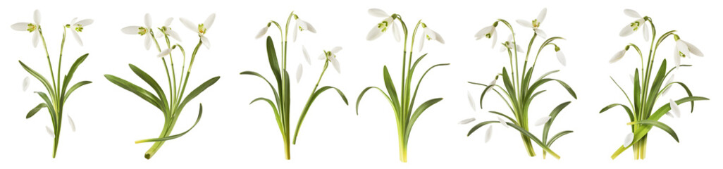 Obraz premium Creative set, collection with many Beautiful Snowdrop flowers with green leaves falling in the air isolated on white background. Spring time levitation or zero gravity conception.