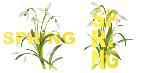 Creative set, collection with many Beautiful Snowdrop flowers with green leaves falling in the air isolated on white background. Spring time levitation or zero gravity conception.