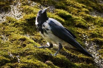 Nebelkrähe (Corvus cornix) steht auf einem alten bemoosten Reetdach - Insel Usedom, Deutschland