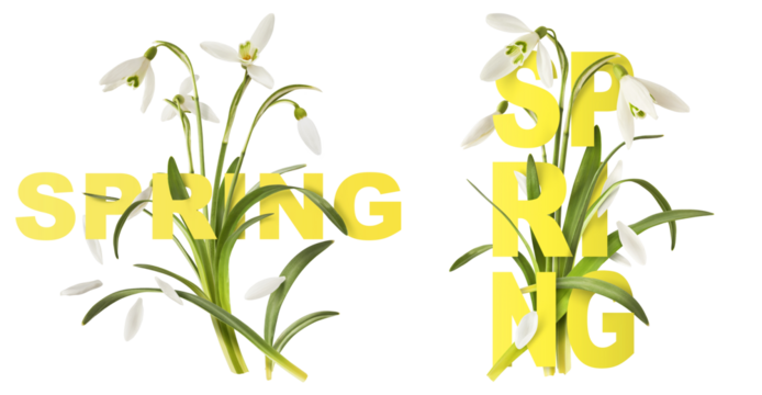 Creative set, collection with many Beautiful Snowdrop flowers with green leaves falling in the air isolated on white background. Spring time levitation or zero gravity conception.