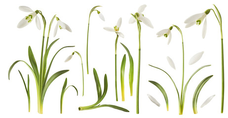 Creative set, collection with many Beautiful Snowdrop flowers with green leaves falling in the air...