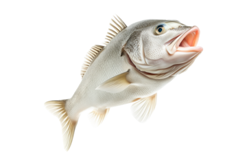 White fish with cod detailed scales, open mouth, and fins isolated on white transparent background, concept of marine wildlife.