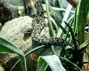 Ocellated Mountain Viper, montivipera wagneri, crawls across a rock in the undergrowth.