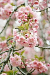 Obraz premium Pink cherry blossoms bloom magnificently on tree branches in springtime garden in full sunlight
