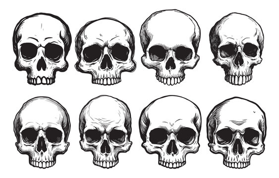 Vector front view human skull illustrations set on white background. Monochrome anatomical drawing collection.