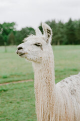 Obraz premium Fluffy white llama stands gracefully in a lush green field during a cloudy afternoon