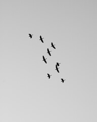 birds in flight