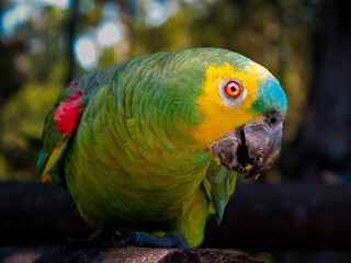blue and yellow macaw