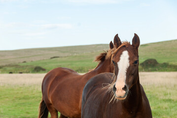 Portrait of a brown horse in the field, Sussex, England, UK.
