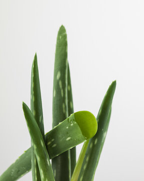 Group of Aloe Vera plants, with a few cut open to show the inside.